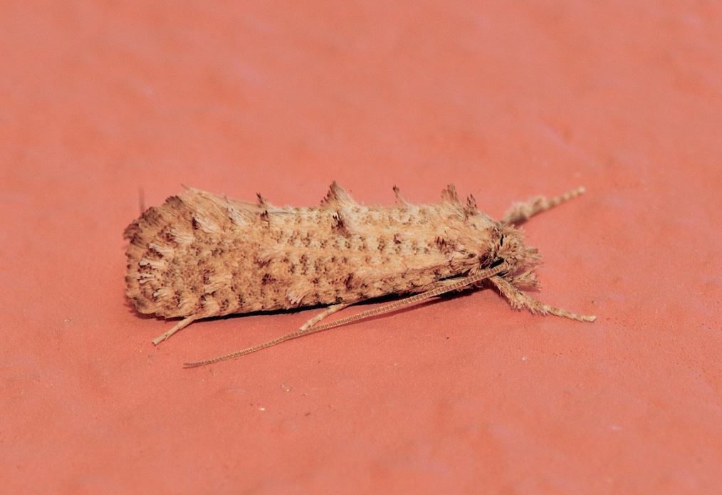 Tineidae: Hapsifera luridella